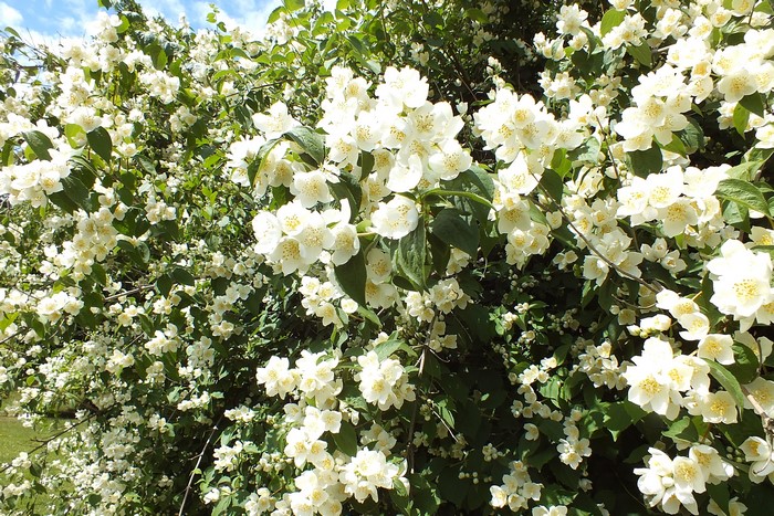 A bush full of white jasmine flowers