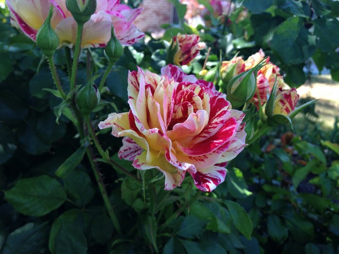 Striped Roses and Buds in Garden