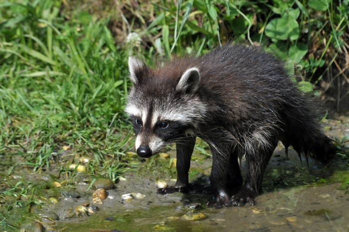 Raccoon in muddy water with green grass
