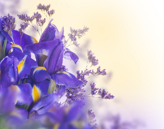 Purple Irises and Small Flowers