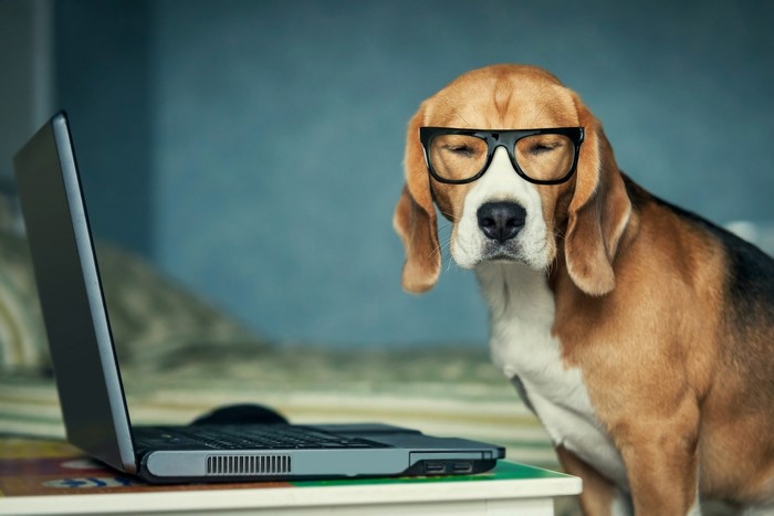 Beagle dog wearing glasses with laptop
