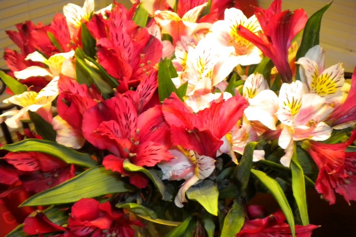Close-up of red and white Alstroemeria flowers