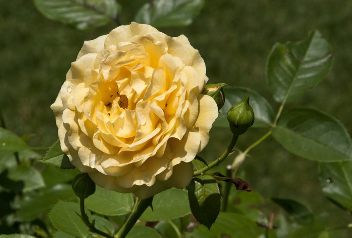 Yellow rose with buds and green foliage