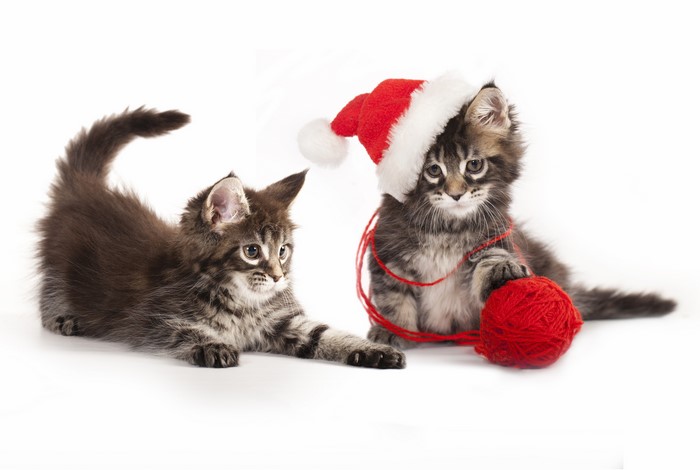 Two Kittens with Christmas Hat and Yarn