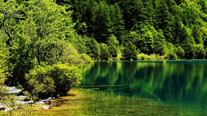Jiuzhaigou National Park Lake with Forest