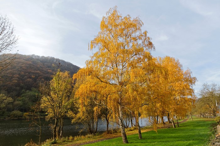Autumn trees by a river in Ediger-Eller, Germany