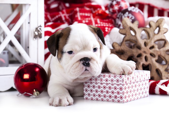 Bulldog puppy with Christmas decorations