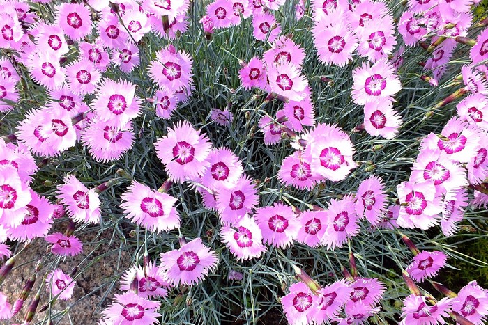 Close-up of pink carnation flowers with dark centers