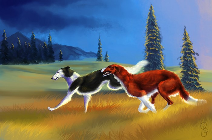 Two Borzoi dogs running in a grassy field