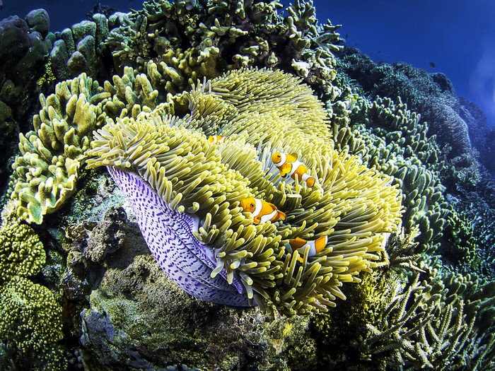 4K Underwater World with Clownfish and Corals
