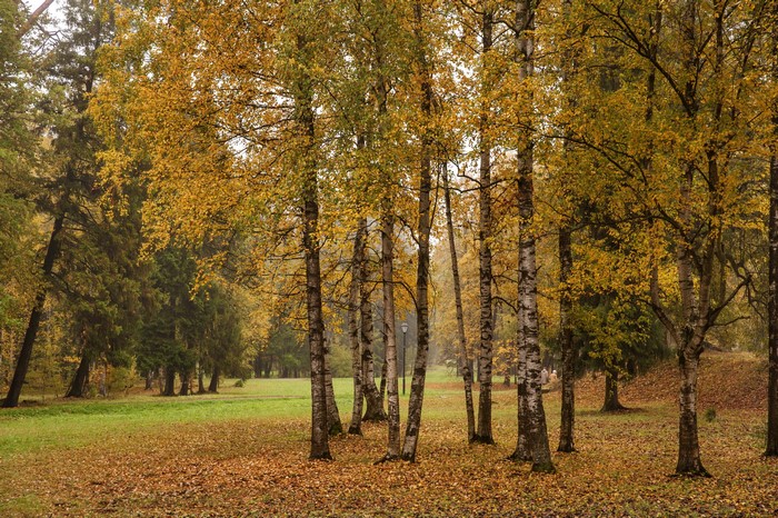Autumn park in Gatchina, Russia with birch trees