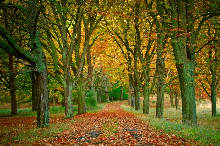Autumn trees lining a path covered in fallen leaves