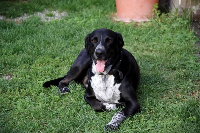 Black dog with white markings lying on grass