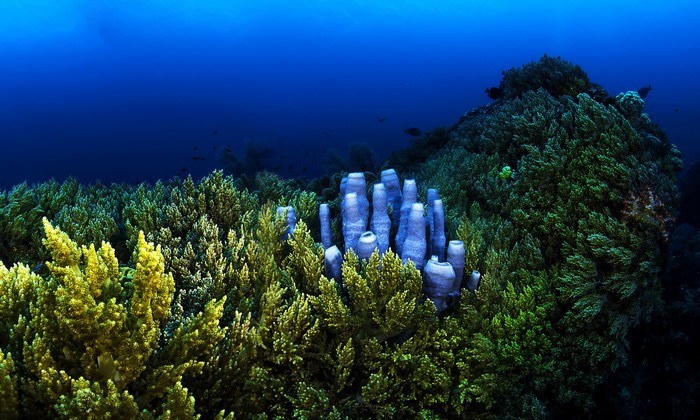 Underwater world with corals and tube sponges