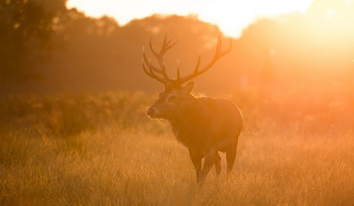 Deer with large antlers in golden sunset light