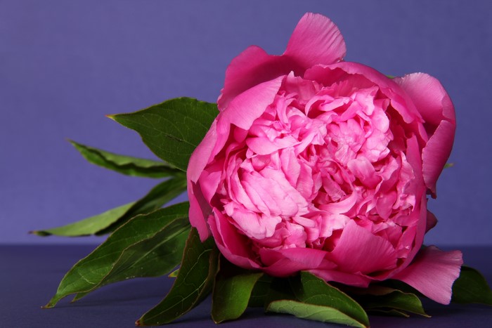 Close-up of a pink peony flower with green leaves