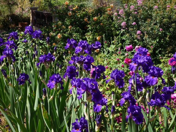Purple Irises in a Garden