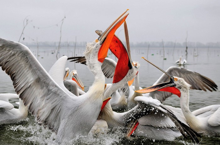 Pelicans fighting in water