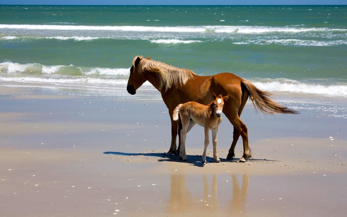 Two horses on a sandy beach with the ocean in the background