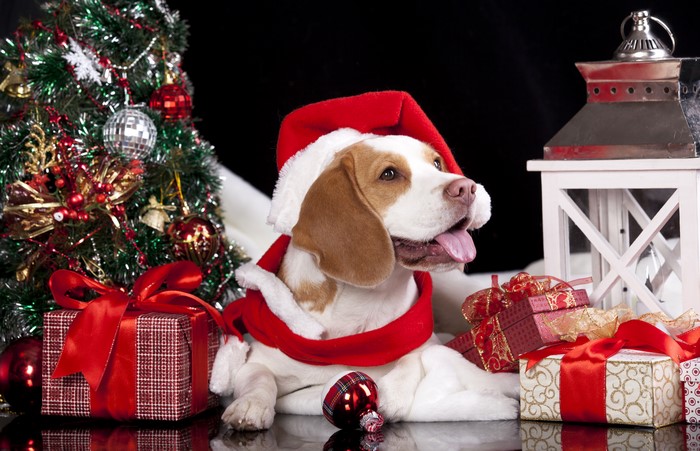 Beagle dog in Santa hat with Christmas tree and gifts