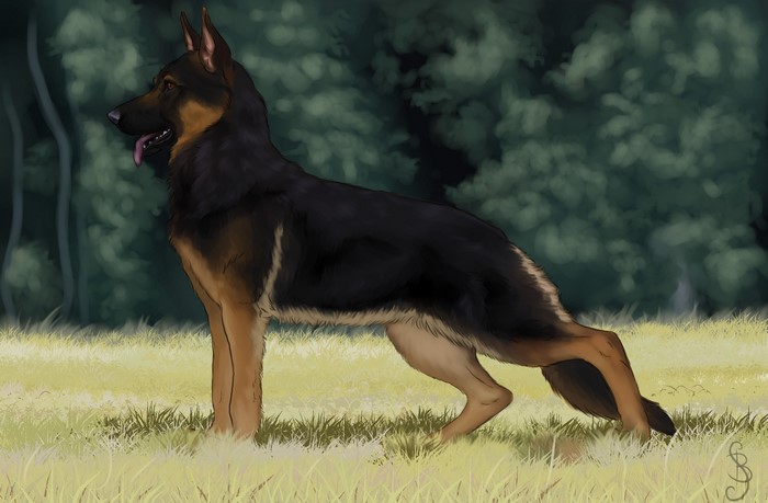 German Shepherd Dog Painting Art