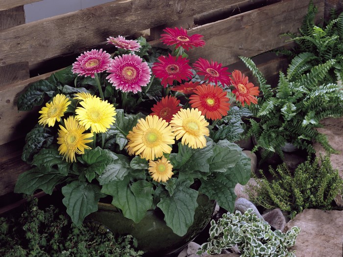 Gerbera daisies in a pot with ferns