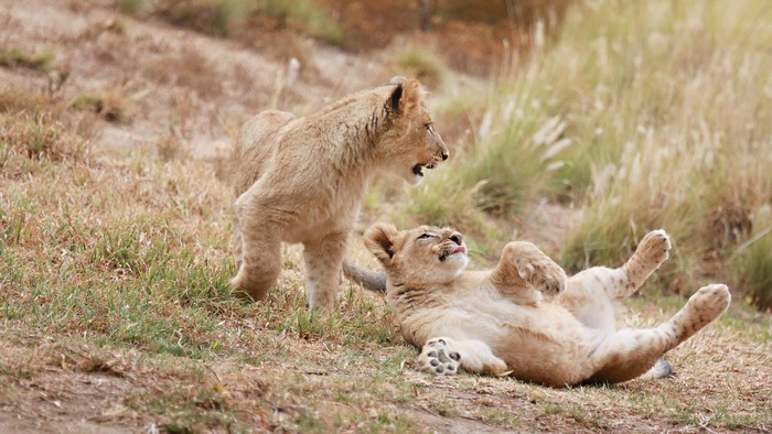 Two lion cubs playing in dry grass