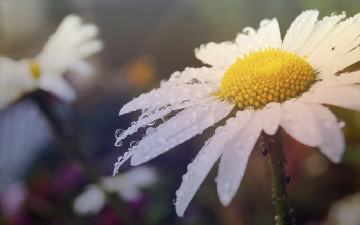Close-up of a daisy with water drops