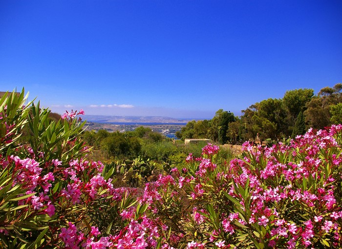 Pink flowers overlooking a bay in Gozo, Malta