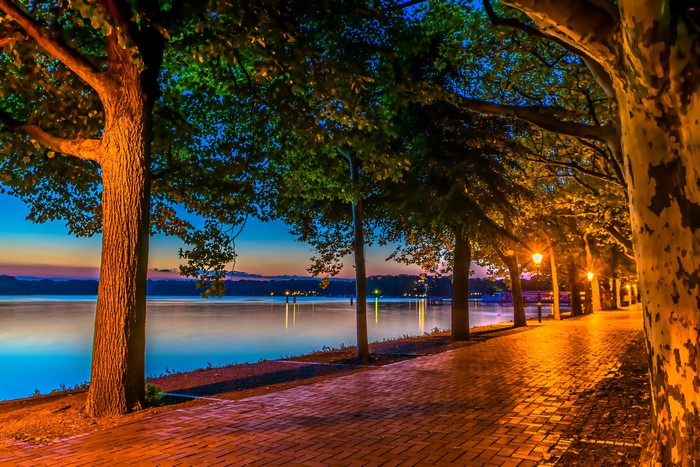 Tree-lined avenue along a lake at dusk with streetlights