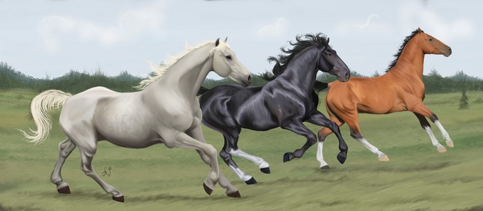 Three horses running in a field