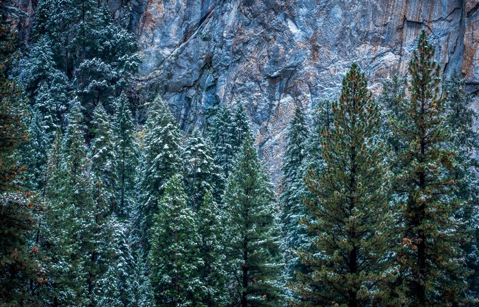 Snow-dusted pine trees in front of a rocky cliff face