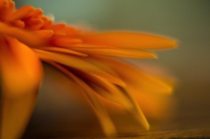 Close-up of an orange Calendula flower