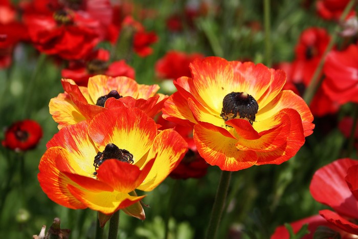 Close-up of orange and yellow Ranunculus flowers
