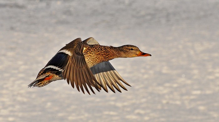 Mallard Duck in Flight