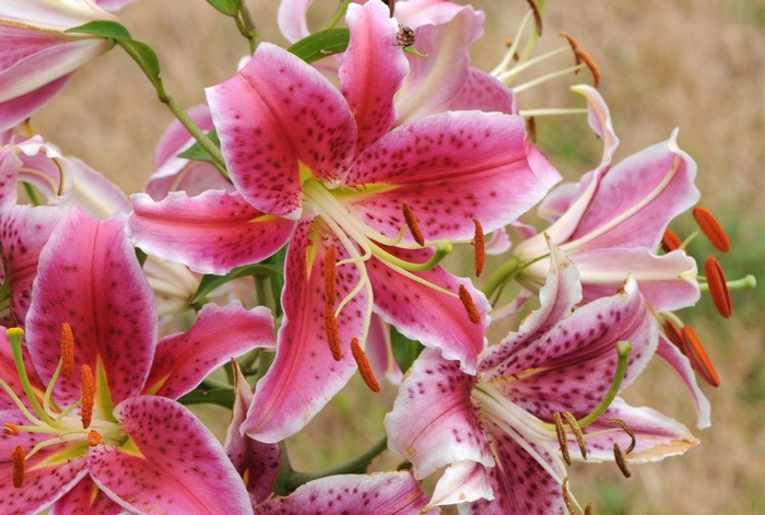Pink Stargazer Lilies with dark spots