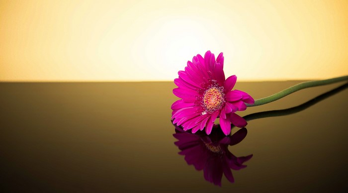 Pink Gerbera flower on a reflective surface