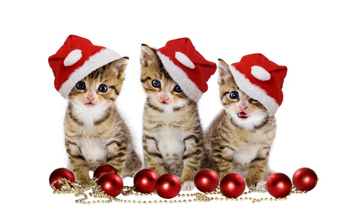 Three Kittens Wearing Santa Hats with Christmas Ornaments