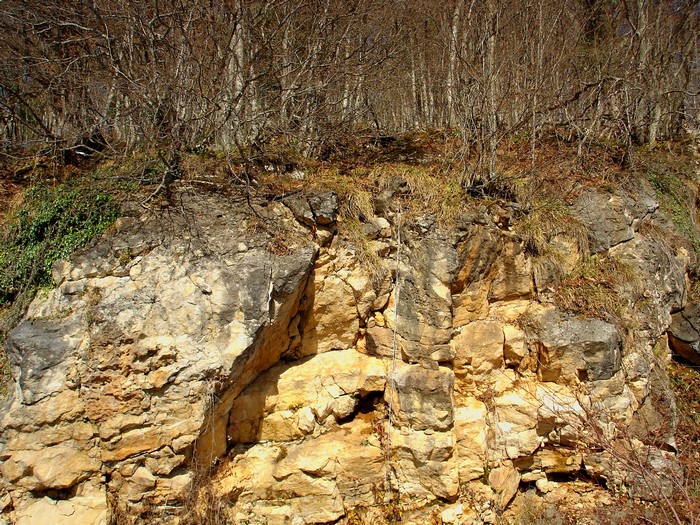 Rocky cliff face with trees and vegetation