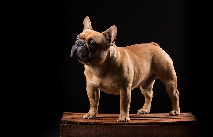 French Bulldog standing on a wooden surface