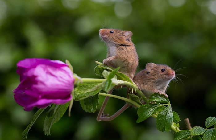 Two mice on a rose bush with a pink flower