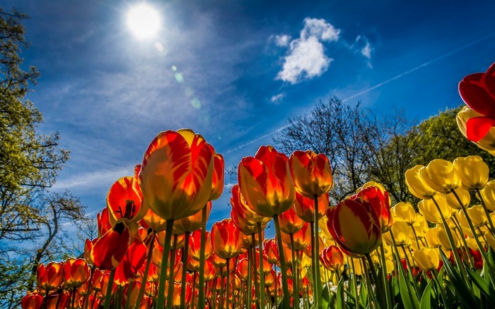 Red and yellow tulips under a bright blue sky