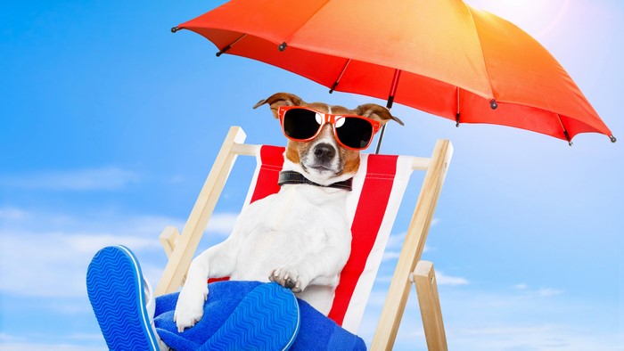 Jack Russell Terrier Dog Wearing Sunglasses on Beach Chair Under Umbrella