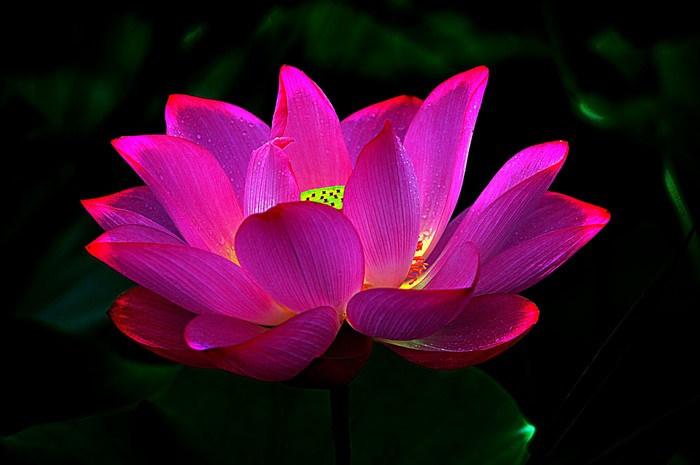 Close-up of a vibrant pink lotus flower
