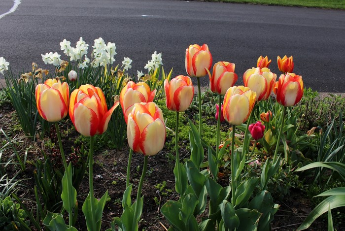 4K Tulips and Daffodils by the Road