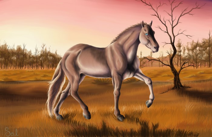 Horse in a field at sunset