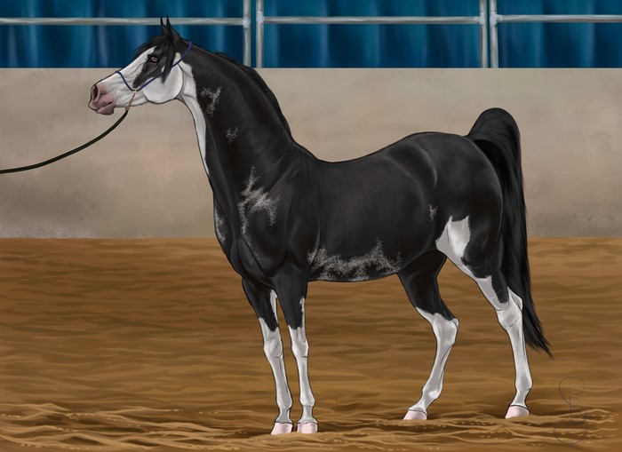 Black and white painted horse in arena