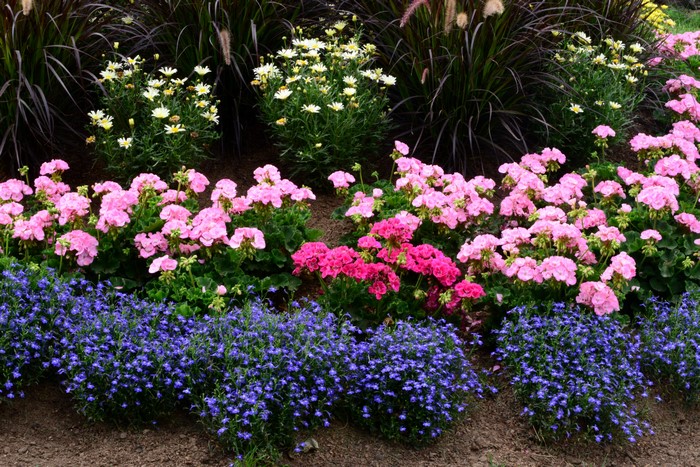 Flower bed with pink, white, and blue flowers
