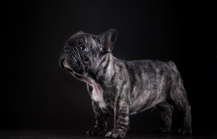 4K French Bulldog Puppy on Black Background