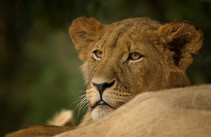 Lion cub looking to the side